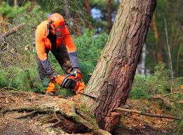 How Our Tree Care Process Works  in Sanford, FL